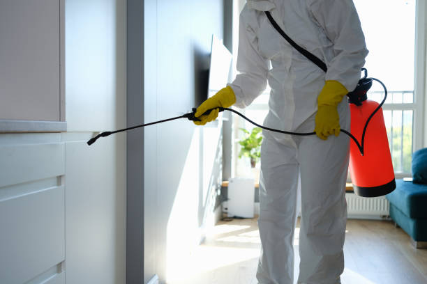 Best Local Mold Removal Service  in Nedrow, NY