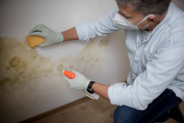 Best Certified Mold Removal  in Nedrow, NY