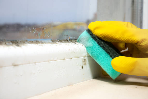 Best Attic Mold Removal  in Nedrow, NY