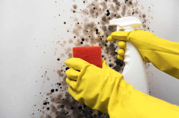 Certified Mold Removal in Nedrow, NY