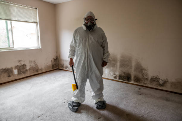 Attic Mold Removal in Nedrow, NY