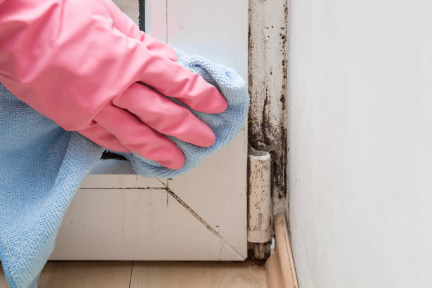 Mold Removal Process in Nedrow, NY